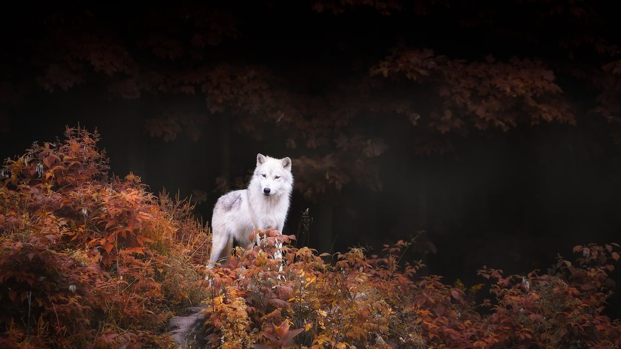 A lone wolf standing tall amid autumn colours near Montebello, Que. (© Thousand Word Images by Dustin Abbott/Getty Images) desktop wallpaper