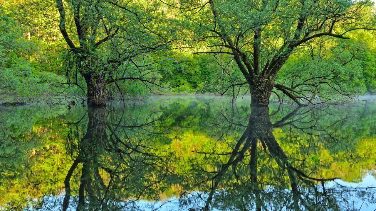 Willow trees, Lake Bret, Bugey, France (© Jean-Philippe Delobelle/Minden Pictures) desktop wallpaper