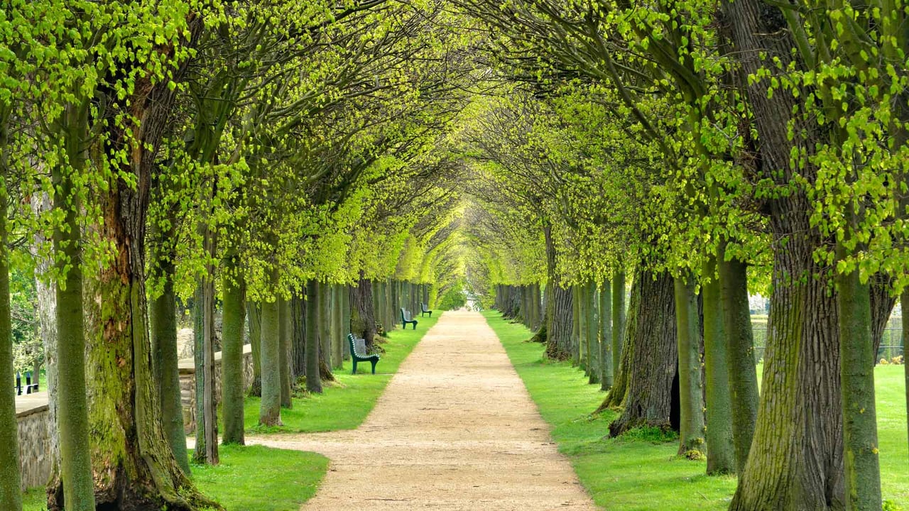 Lindenallee, baumgesäumter Fußweg durch den Park im Frühling (© AVTG/Getty Images) desktop wallpaper