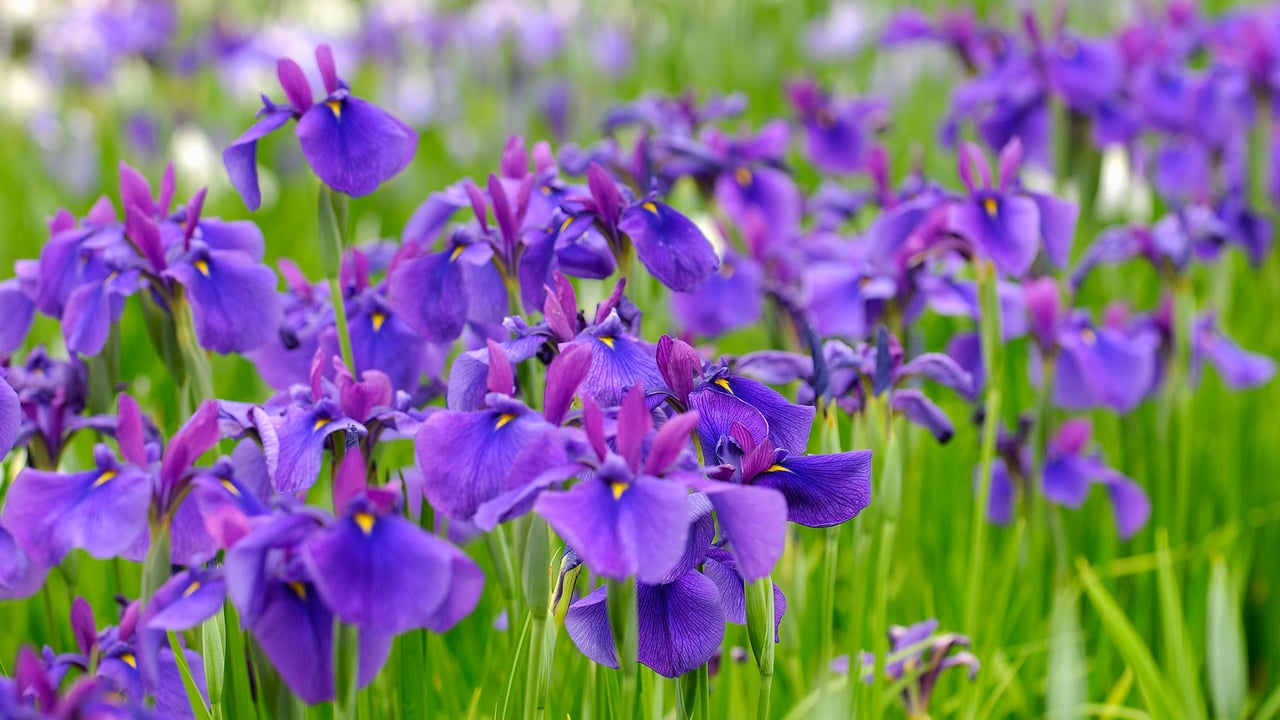 菖蒲, 山形県 長井市 (© gyro/Getty Images) desktop wallpaper