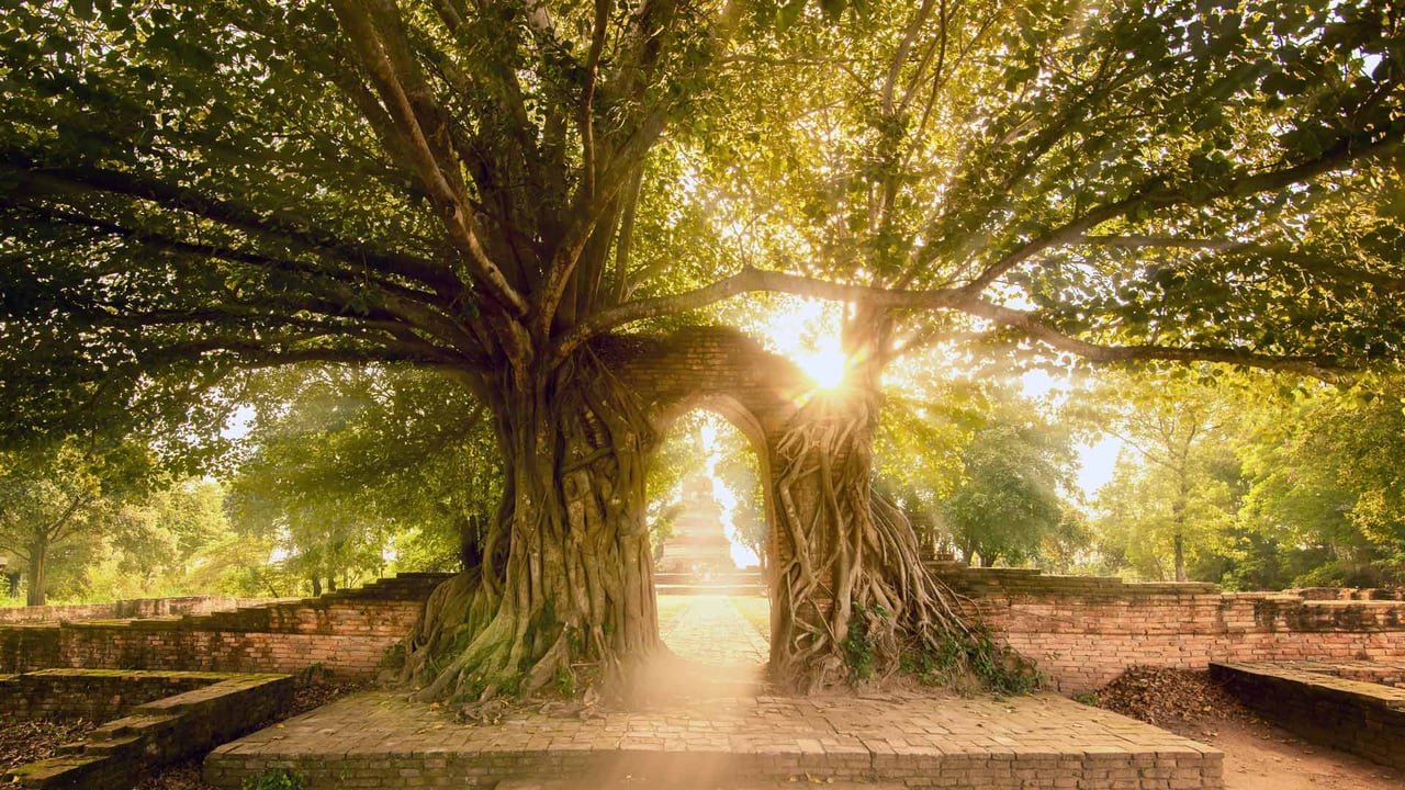 Wat Phra Ngam, Ayutthaya Historical Park, Thailand (© boonchai wedmakawand/Alamy) desktop wallpaper