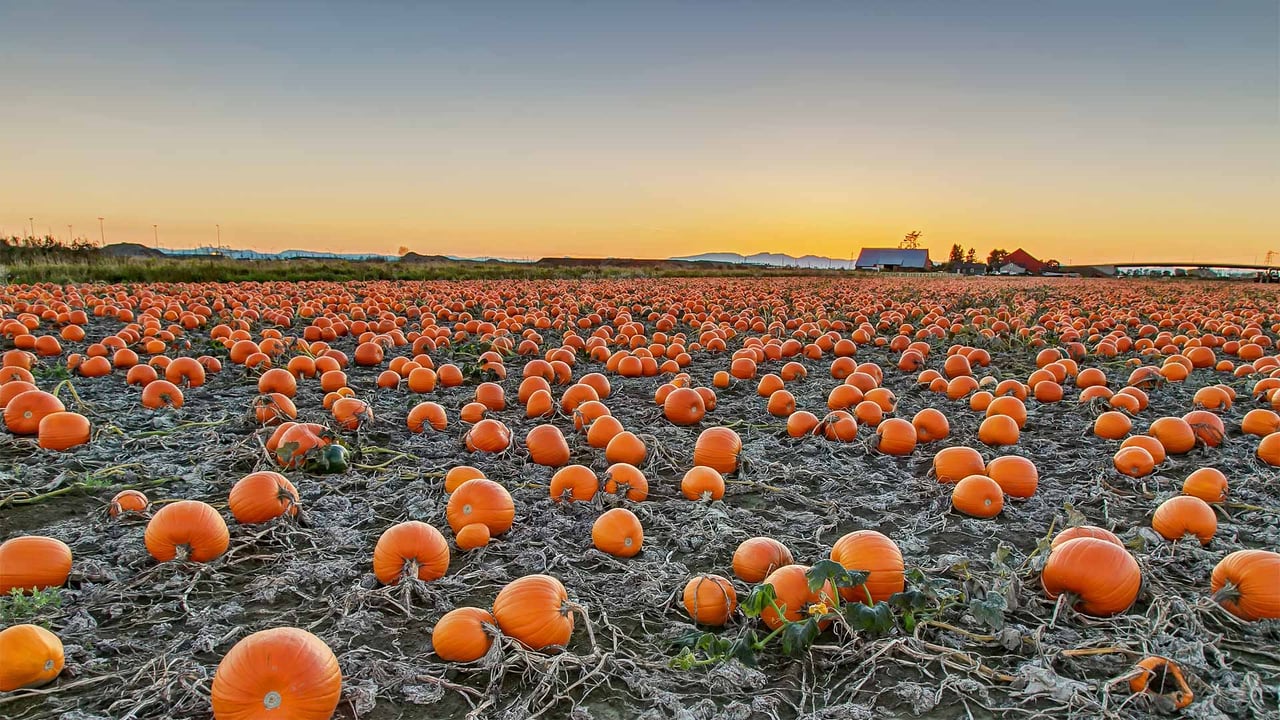 A pumpkin patch in British Columbia, Canada (© James Chen/Shutterstock) desktop wallpaper