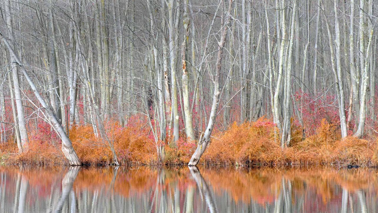 Bare trees and autumn ferns in Beaver Lake Nature Center, New York (© Chris Murray/Alamy) desktop wallpaper