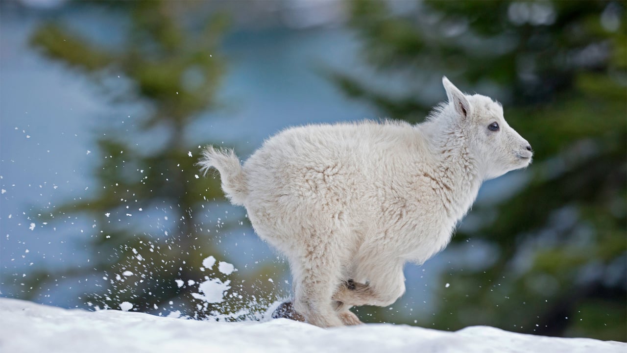 Mountain goat kid in western Montana (© Donald M. Jones/Minden Pictures) desktop wallpaper