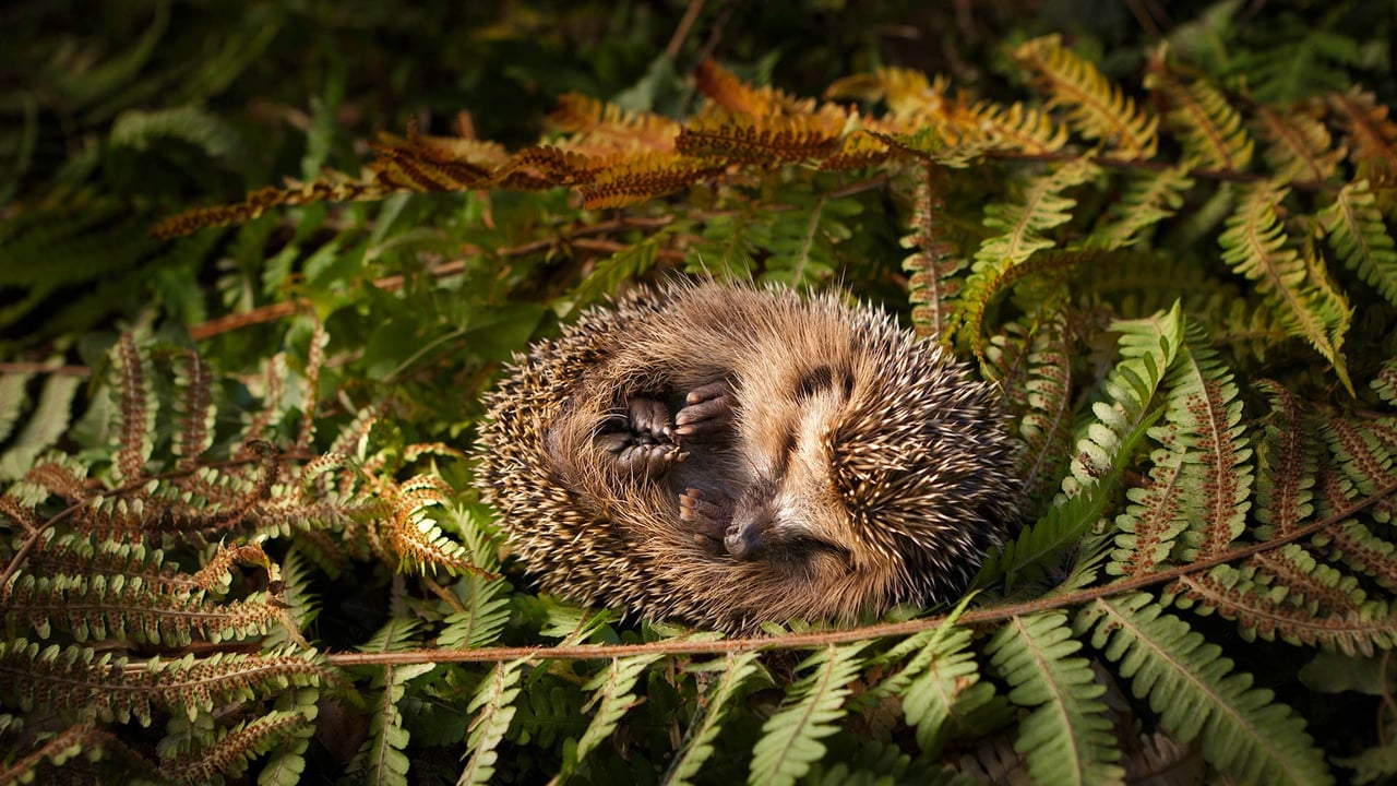Baby hedgehog (© lorenzo104/Getty Images) desktop wallpaper