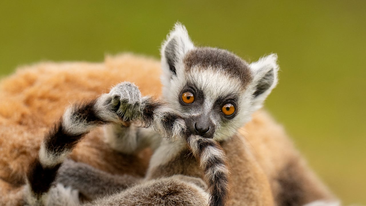 Ring-tailed lemur infant playing with its own tail, Madagascar (© Andy Rouse/Nature Picture Library) desktop wallpaper