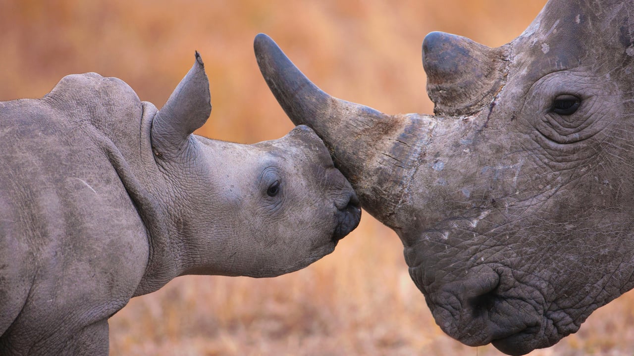 Baby white rhinoceros and mother in Hluhluwe–iMfolozi Park, South Africa (© Martin Harvey/Alamy) desktop wallpaper