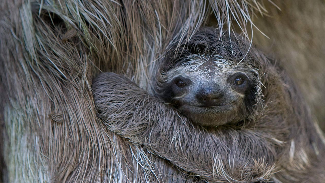 Newborn brown-throated sloth with mother, Sloth Sanctuary of Costa Rica (© Suzi Eszterhas/Minden Pictures) desktop wallpaper