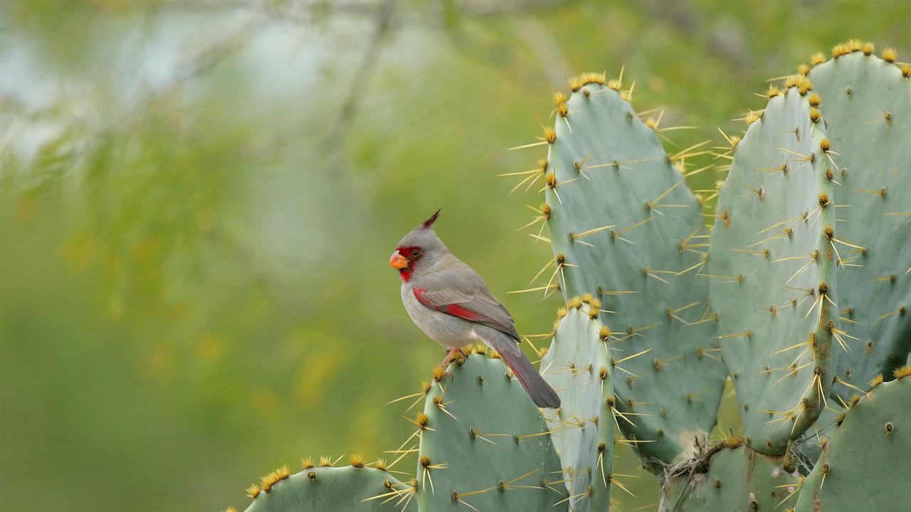 Female pyrrhuloxia perched on cactus plant, Texas (© outtakes/Getty Images) desktop wallpaper