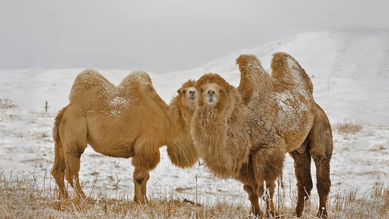 Two Bactrian camels in Kazakhstan for Twosday (© Nurlan Kulcha/Alamy) desktop wallpaper