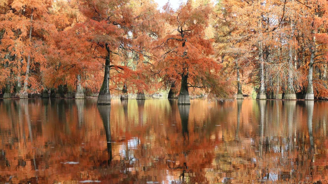 Cyprès chauves à l'étang de Boulieu, Isère, France (© photosimysia/Getty Images) desktop wallpaper