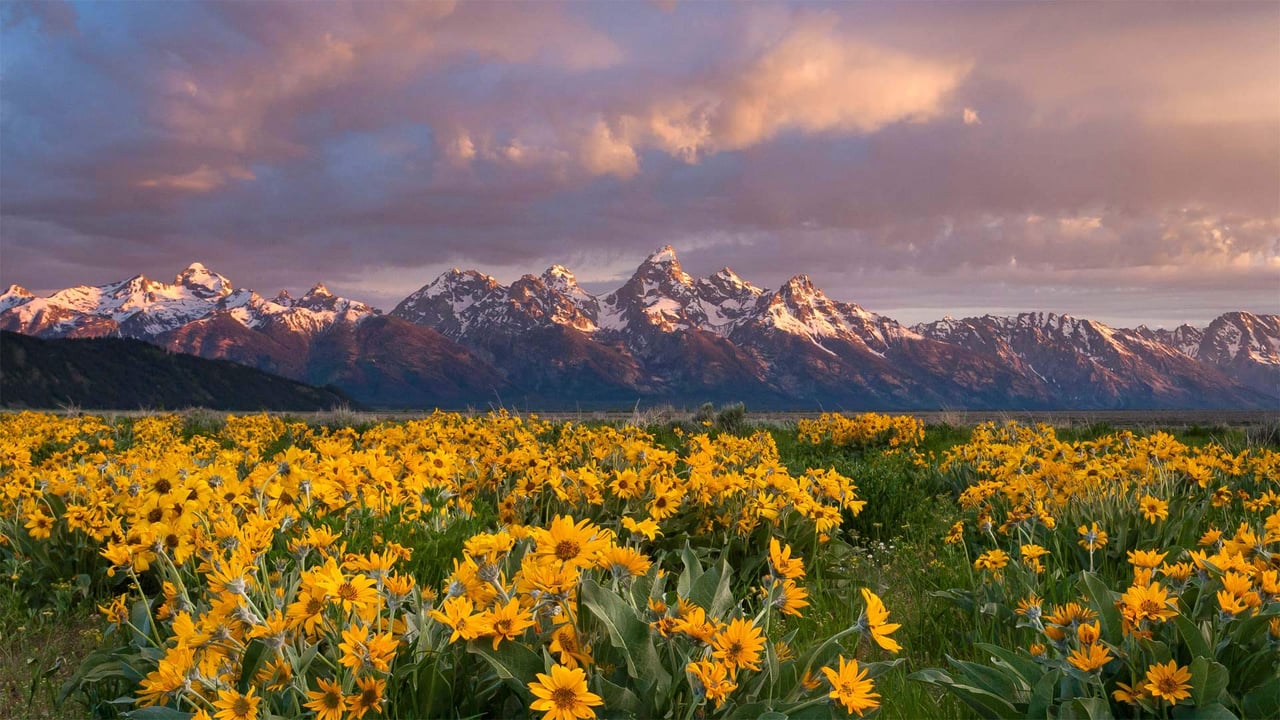 Balsamroot wildflowers bloom below the Teton Mountains in Grand Teton National Park, Wyoming (© Mike Cavaroc/Tandem Stills + Motion) desktop wallpaper