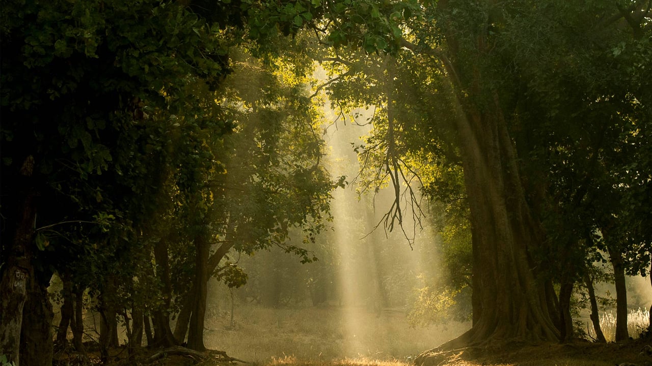 Early morning shafts of light through deciduous forest, Bandhavgarh National Park, India (© plainpicture/NPL/Nick Garbutt) desktop wallpaper
