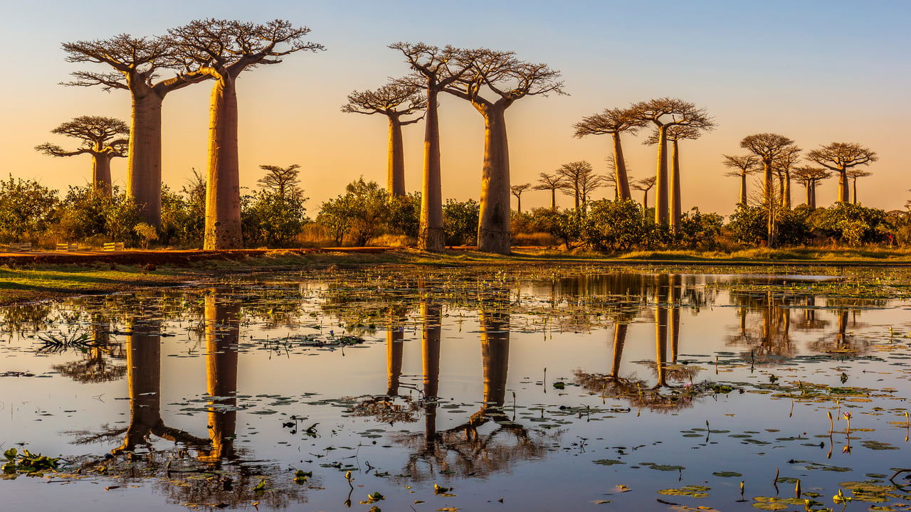 Baobab trees at sunset, Avenue of the Baobabs, Madagascar (© Framalicious/Shutterstock) desktop wallpaper