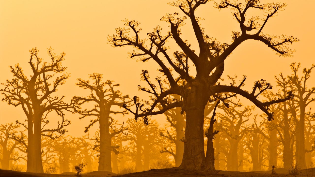 A baobab grove near Bandia Wildlife Reserve in Senegal (© Frans Lanting/plainpicture) desktop wallpaper