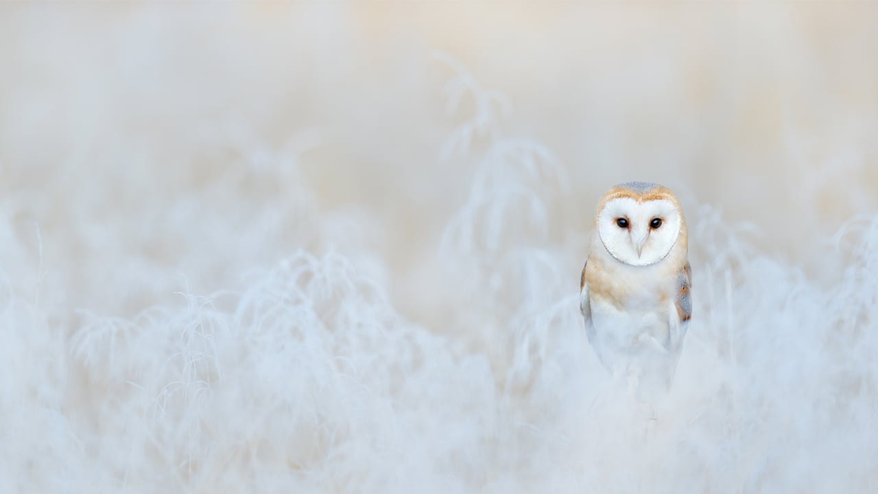 仓鸮,英格兰 (© Ondrej Prosicky/Getty Images) desktop wallpaper