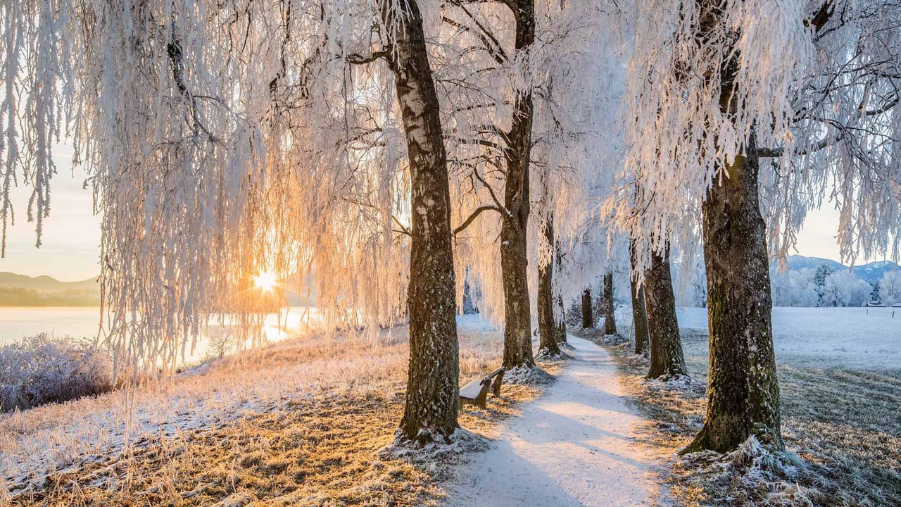 Avenue of birch trees near Uffing am Staffelsee, Bavaria, Germany (© Reinhard Schmid/Huber/eStock Photo) desktop wallpaper