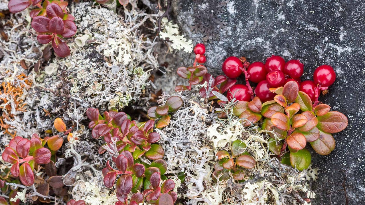 Bearberry (arctostaphylos) and lichens, Nunavik, Que. (© Dominique Braud/Dembinsky Photo Associates/Alamy Stock Photo) desktop wallpaper