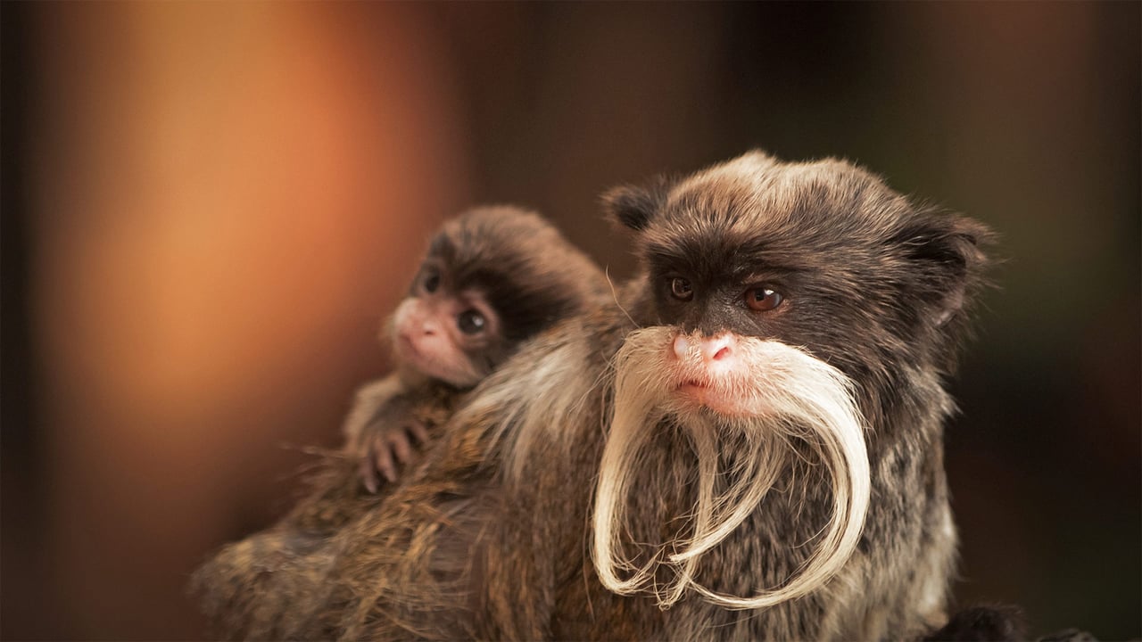 A bearded emperor tamarin monkey carrying a baby (© Chris White/iStock/Getty Images Plus) desktop wallpaper
