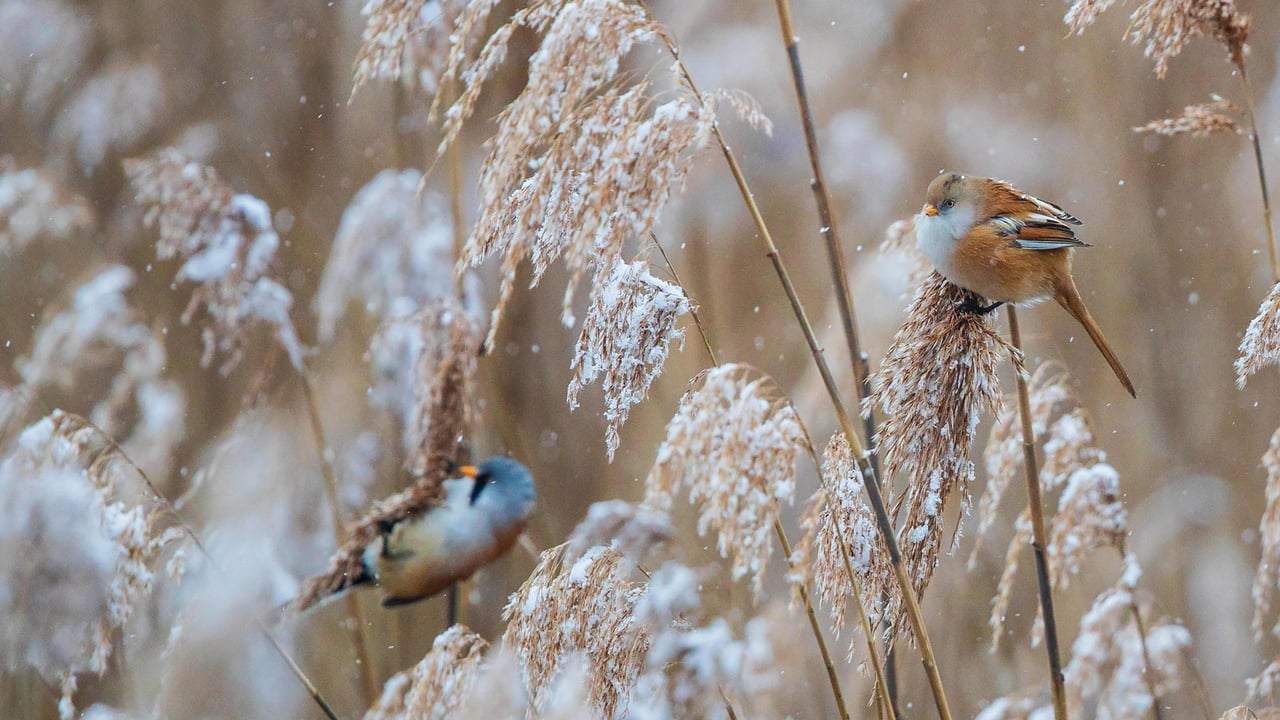 Bartmeisen (Panurus biarmicus) Männchen und Weibchen auf Nahrungssuche in verschneiten Schilfrohren, Baden-Wuerttemberg (© Martin Grimm/Alamy Stock Photo) desktop wallpaper