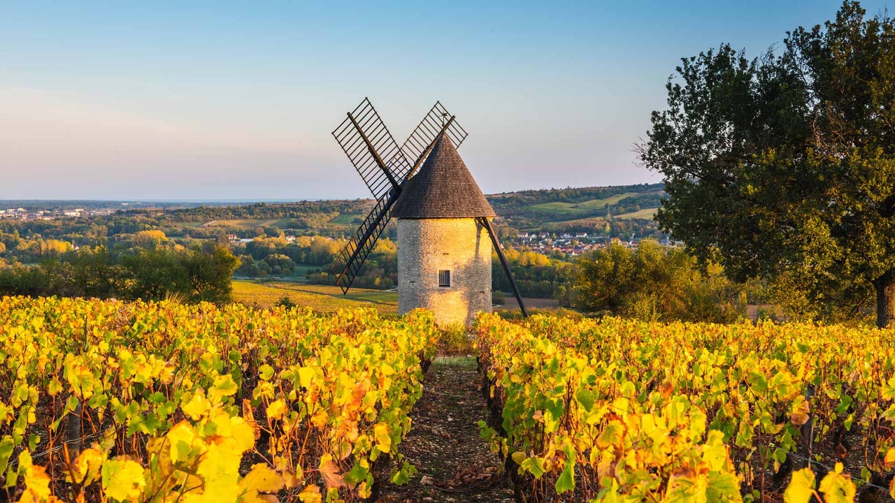Moulin à vent dans les vignes, France (© Marco Bottigelli/Getty Images) desktop wallpaper