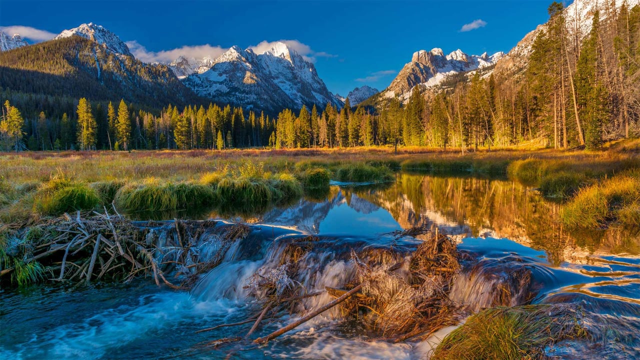 Beaver dam in the Sawtooth National Forest, Idaho (© Charles Knowles/Alamy) desktop wallpaper