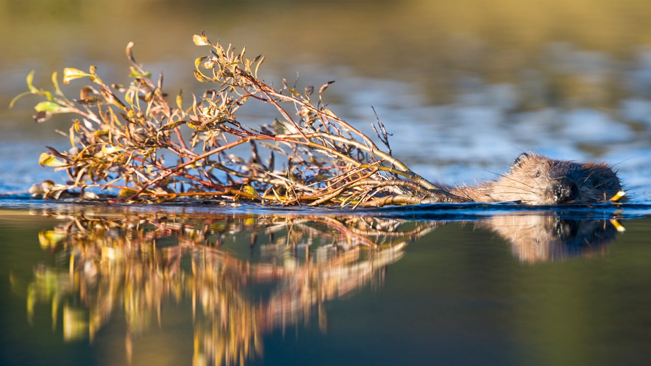 North American beaver in a pond near Wonder Lake, Denali National Park, Alaska (© Paul Souders/Getty Images) desktop wallpaper