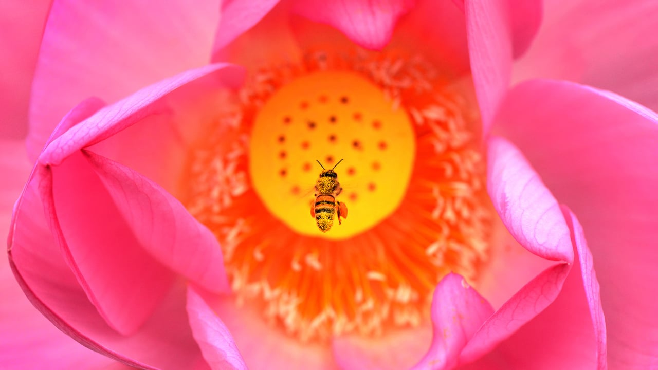 A bee dives into a lotus flower at Kenilworth Park and Aquatic Gardens in Washington, DC (© Linda Davidson/The Washington Post via Getty Images) desktop wallpaper