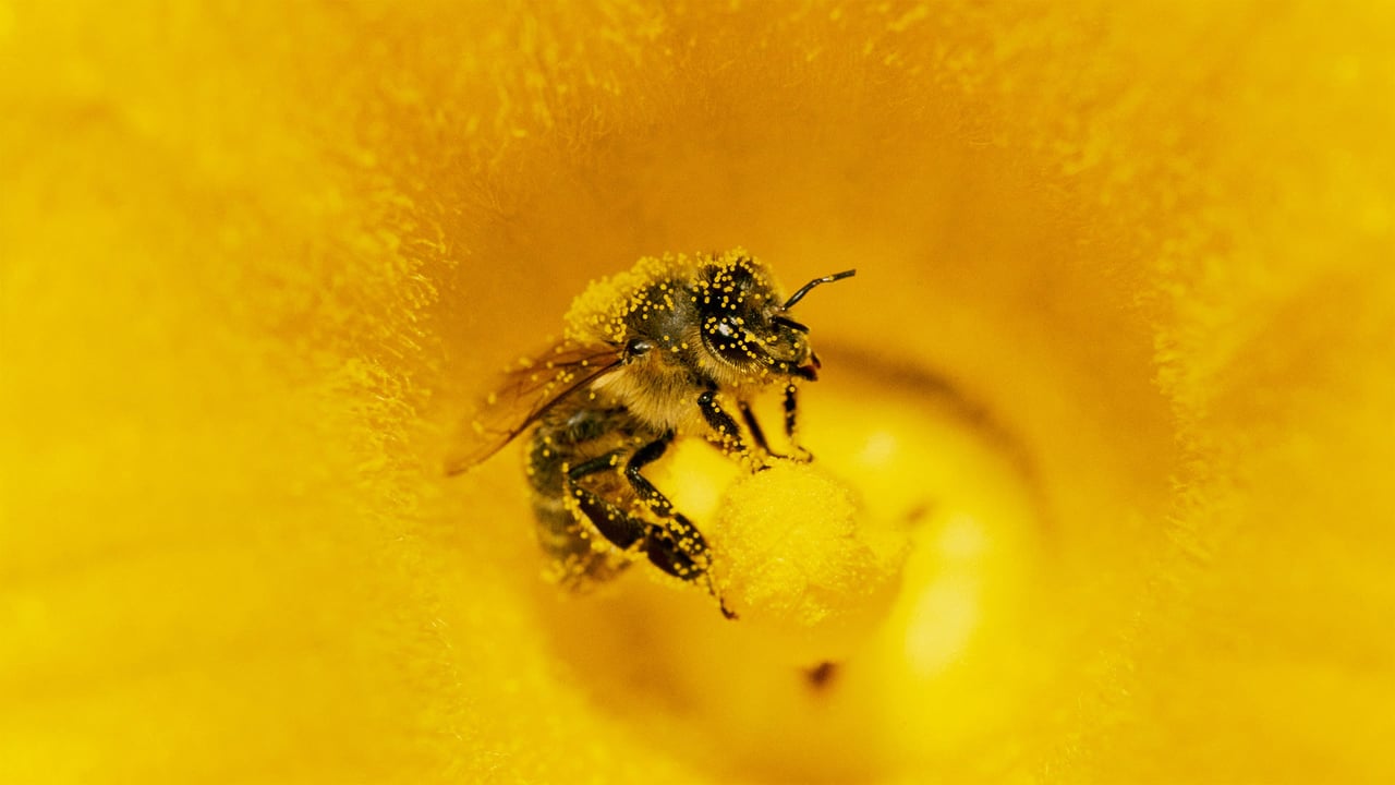 Pollen-covered honey bee on a pumpkin flower (© Konrad Wothe/Minden Pictures) desktop wallpaper