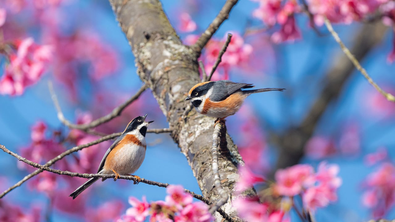 盛开的樱花树上的红头长尾山雀 (© Haitong Yu/Getty Images) desktop wallpaper