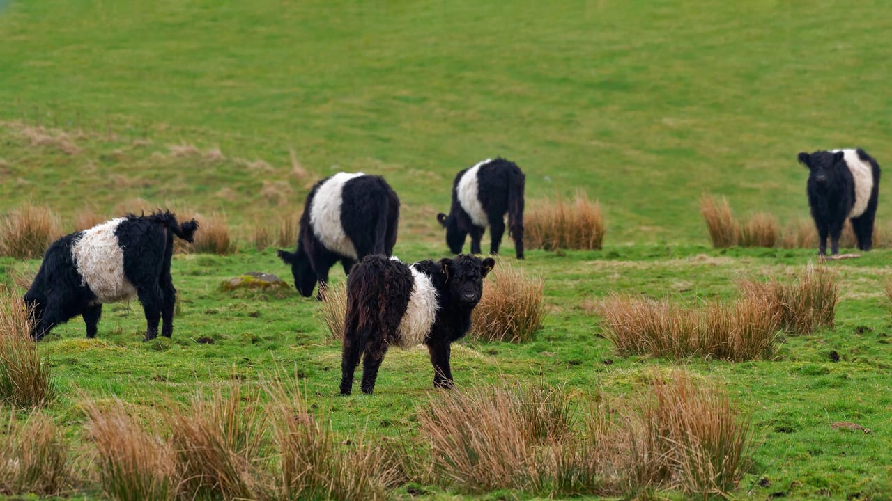 Belted Galloway cows in Scotland (© JohnFScott/Getty Images) desktop wallpaper
