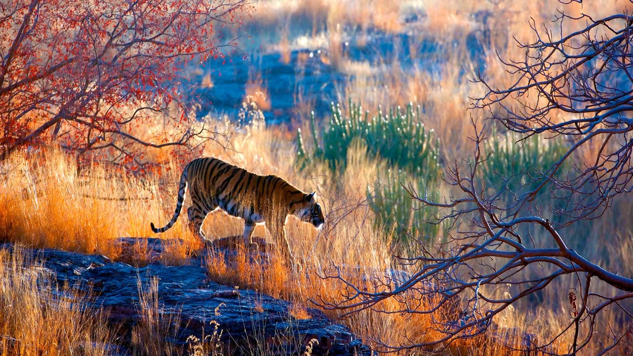 Bengal tiger in Ranthambore National Park, Rajasthan, India (© eROMAZe/E+/Getty Images) desktop wallpaper