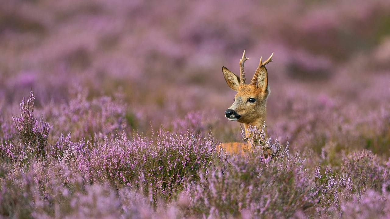 石楠花丛中的雄狍 (© wonderful-Earth.net/Alamy Stock Photo) desktop wallpaper