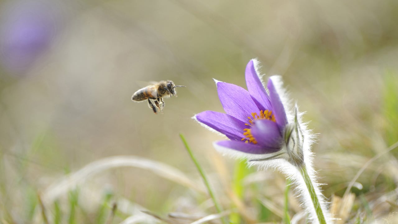 Honigbiene im Anflug auf die Blüte einer Gewöhnlichen Kuhschelle (Pulsatilla vulgaris), Oberpfalz, Bayern, Deutschland (© Radius Images/Offset) desktop wallpaper