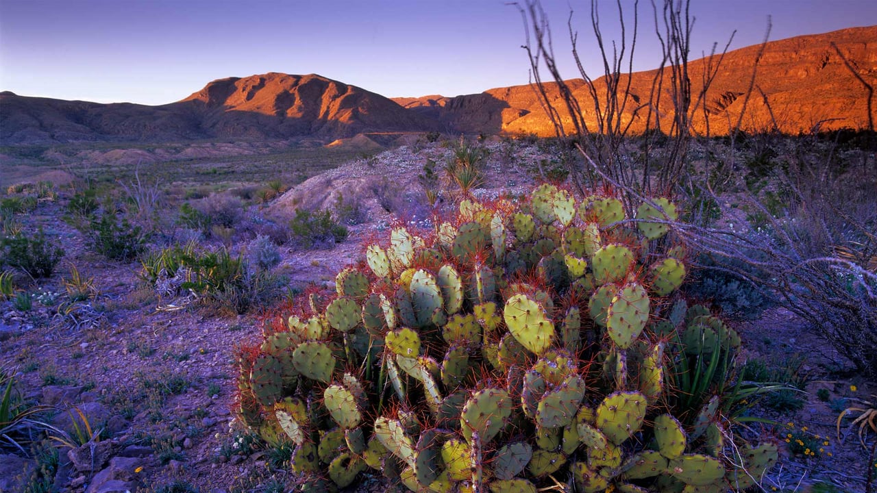 Prickly pear cactus, Big Bend National Park, Texas (© Tim Fitzharris/Minden Pictures) desktop wallpaper