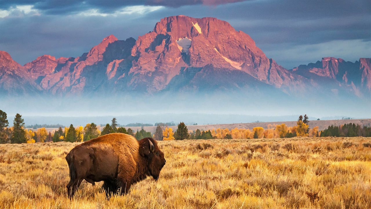 Bison in Grand Teton National Park, Wyoming (© Brian Evans/Getty Images) desktop wallpaper
