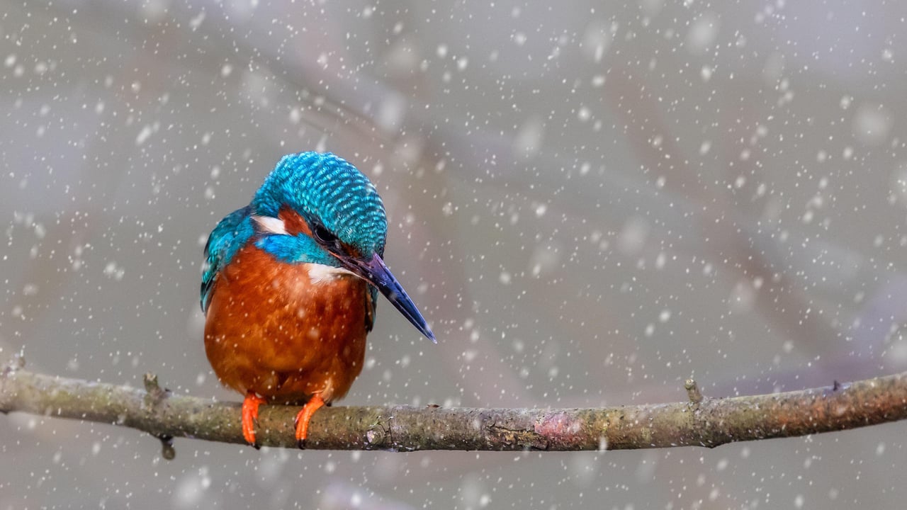 A kingfisher perched on a branch (© NJphoto/Alamy Stock Photo) desktop wallpaper