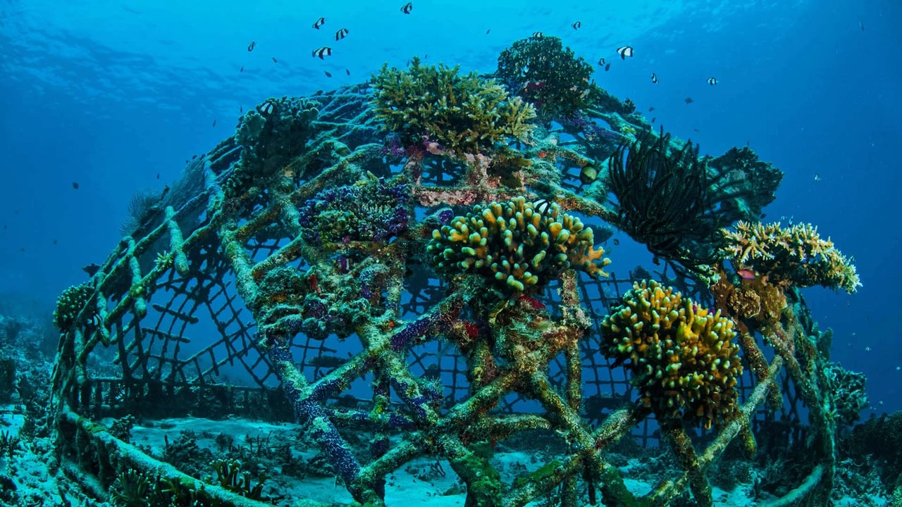 Biorock artificial reef off the Gili Islands, Indonesia (© fenkieandreas/Getty Images Plus) desktop wallpaper
