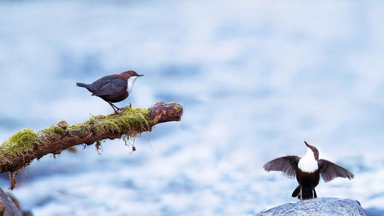 Couple de cincles plongeurs en plein flirt, Ariège, France (© Gregory Odemer/Minden Pictures) desktop wallpaper