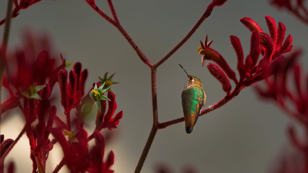 Colibri d'Allen perché sur la plante patte de kangourou rouge (© GypsyPictureShow/Shutterstock) desktop wallpaper