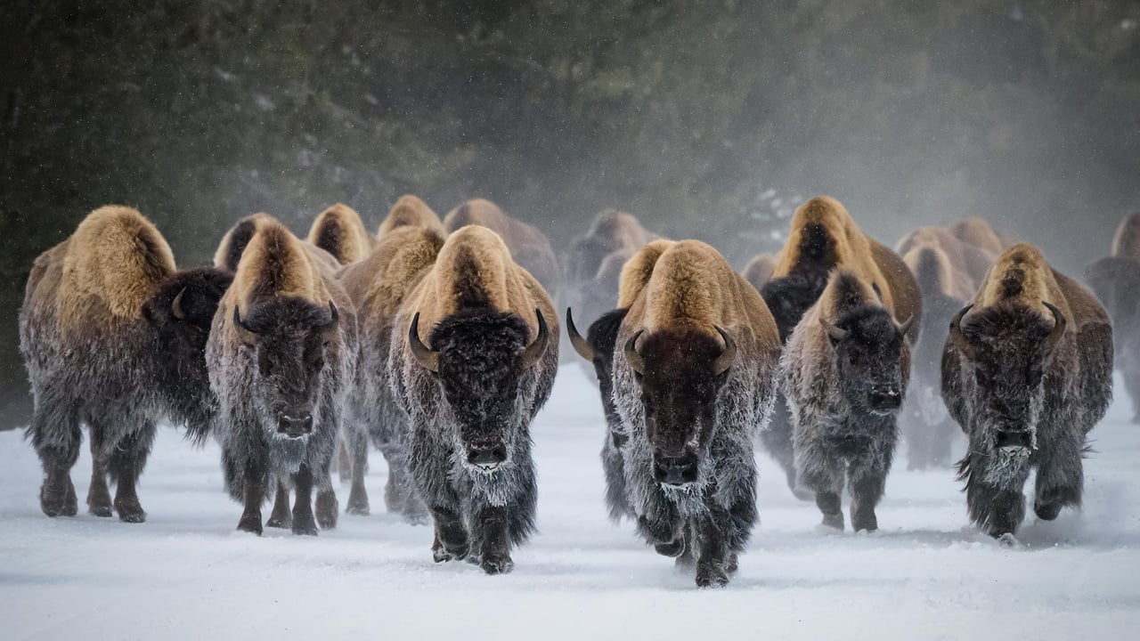 American bison, Yellowstone National Park, Wyoming (© Gary Gray/Getty Images) desktop wallpaper