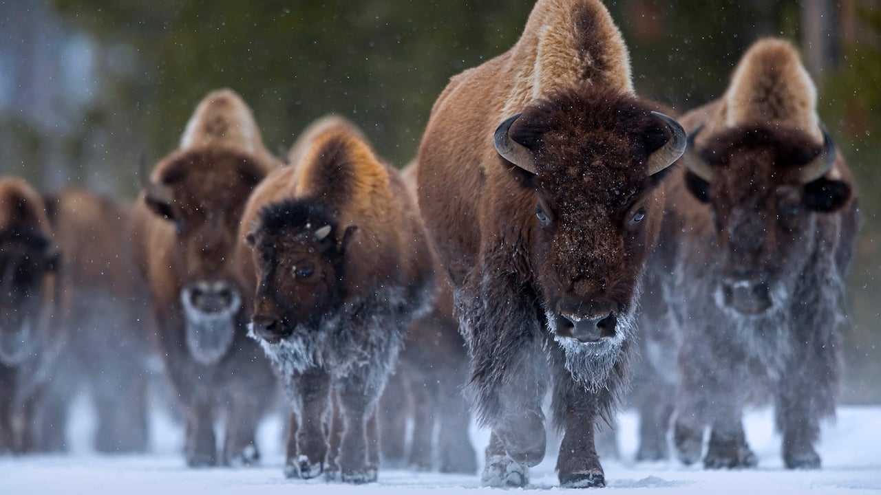 Bison at Yellowstone National Park, Wyoming (© Danny Green/Minden Pictures) desktop wallpaper