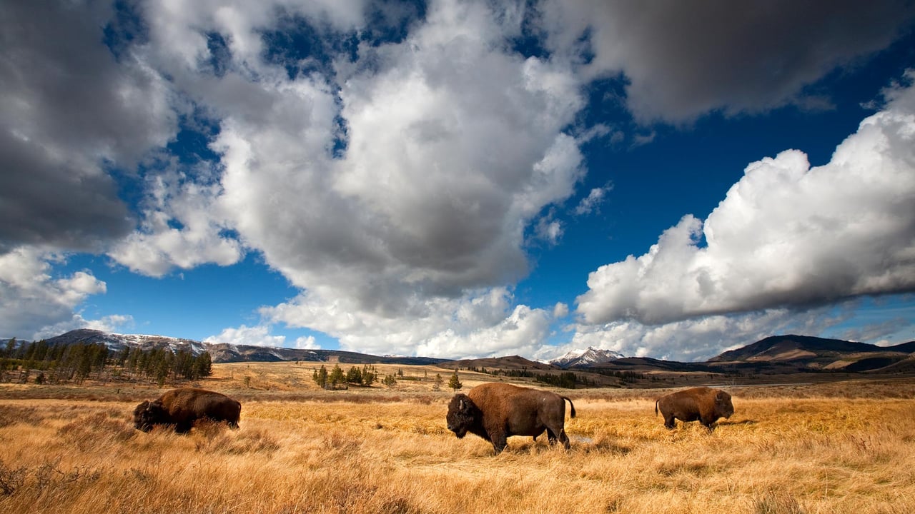 American bison in Yellowstone National Park, Wyoming (© Ian Shive/TANDEM Stills + Motion) desktop wallpaper
