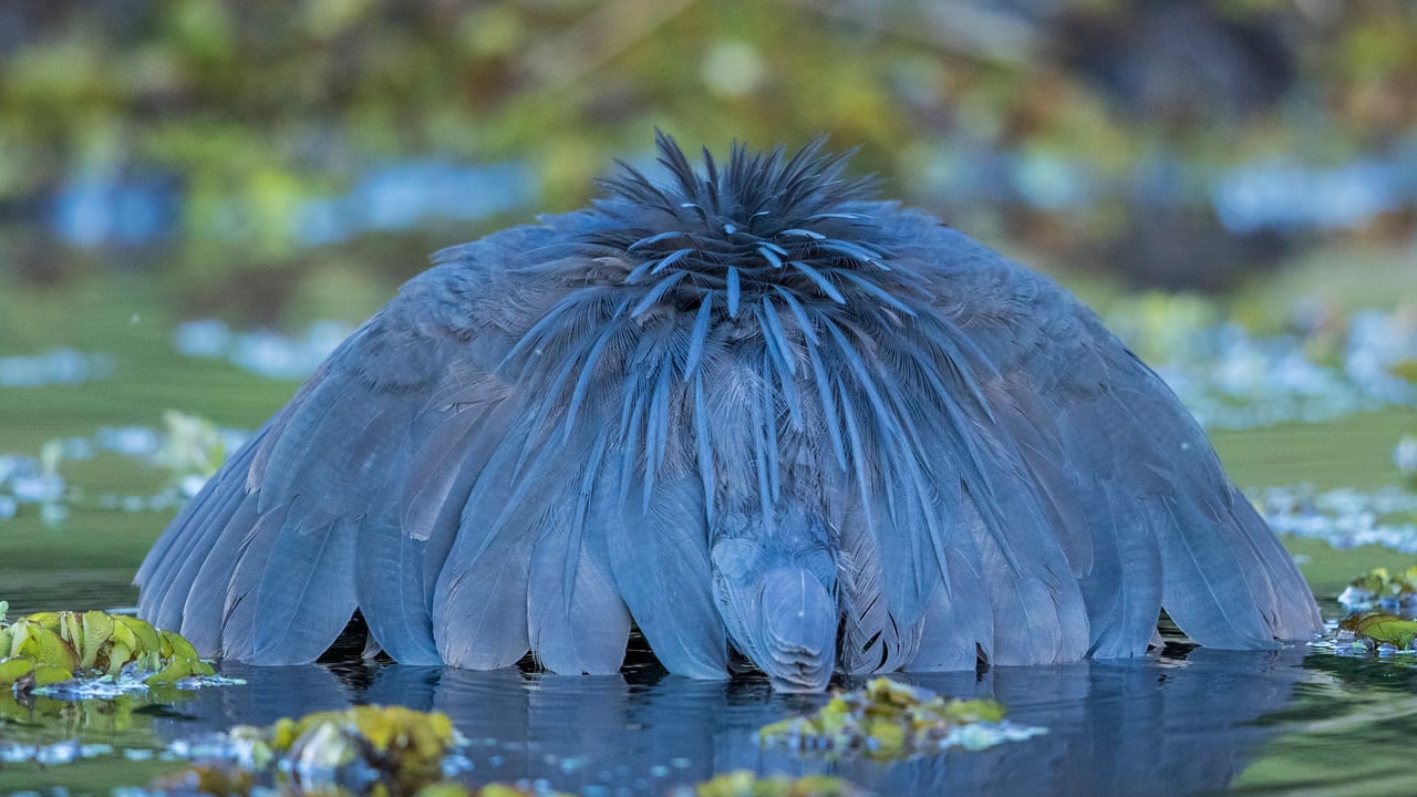 A black heron canopy feeding, Chobe National Park, Botswana (© Paul Souders/Minden Pictures) desktop wallpaper