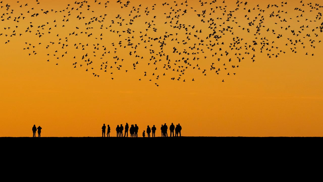 Starlings in the wetlands between Denmark and Germany (© Viking/Alamy) desktop wallpaper