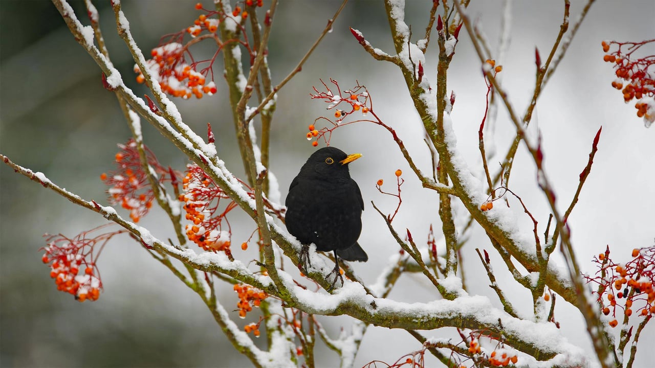 Blackbird in Essex, England (© Bill Coster/Alamy) desktop wallpaper