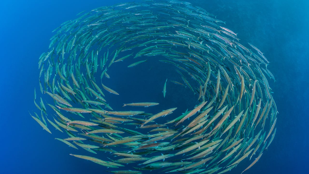 School of blackfin barracuda, Shark Reef, Ras Mohammed National Park, Sinai Peninsula, Egypt (© Alex Mustard/Nature Picture Library) desktop wallpaper