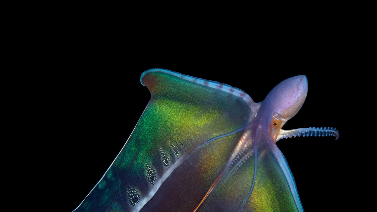 Blanket octopus in Palm Beach, Florida (© Steven Kovacs/Minden Pictures) desktop wallpaper