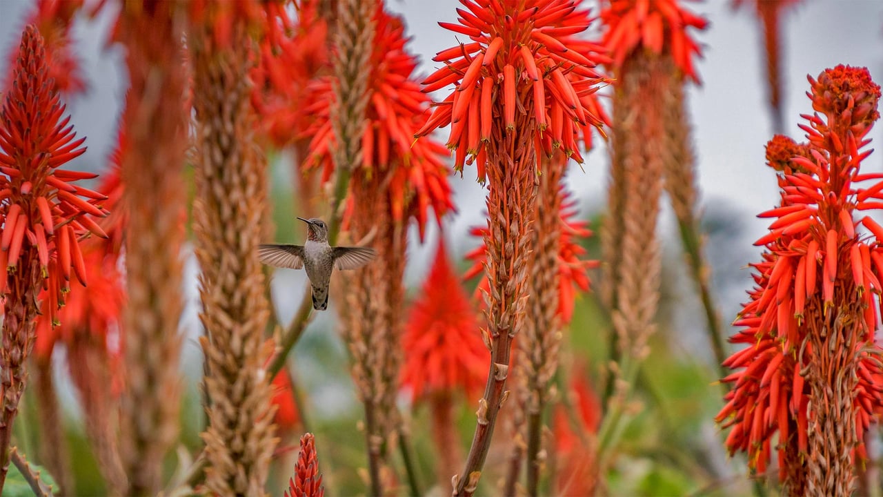 Hummingbird near blooming aloe plants in Laguna Beach, California (© Aurora Photos/Offset) desktop wallpaper