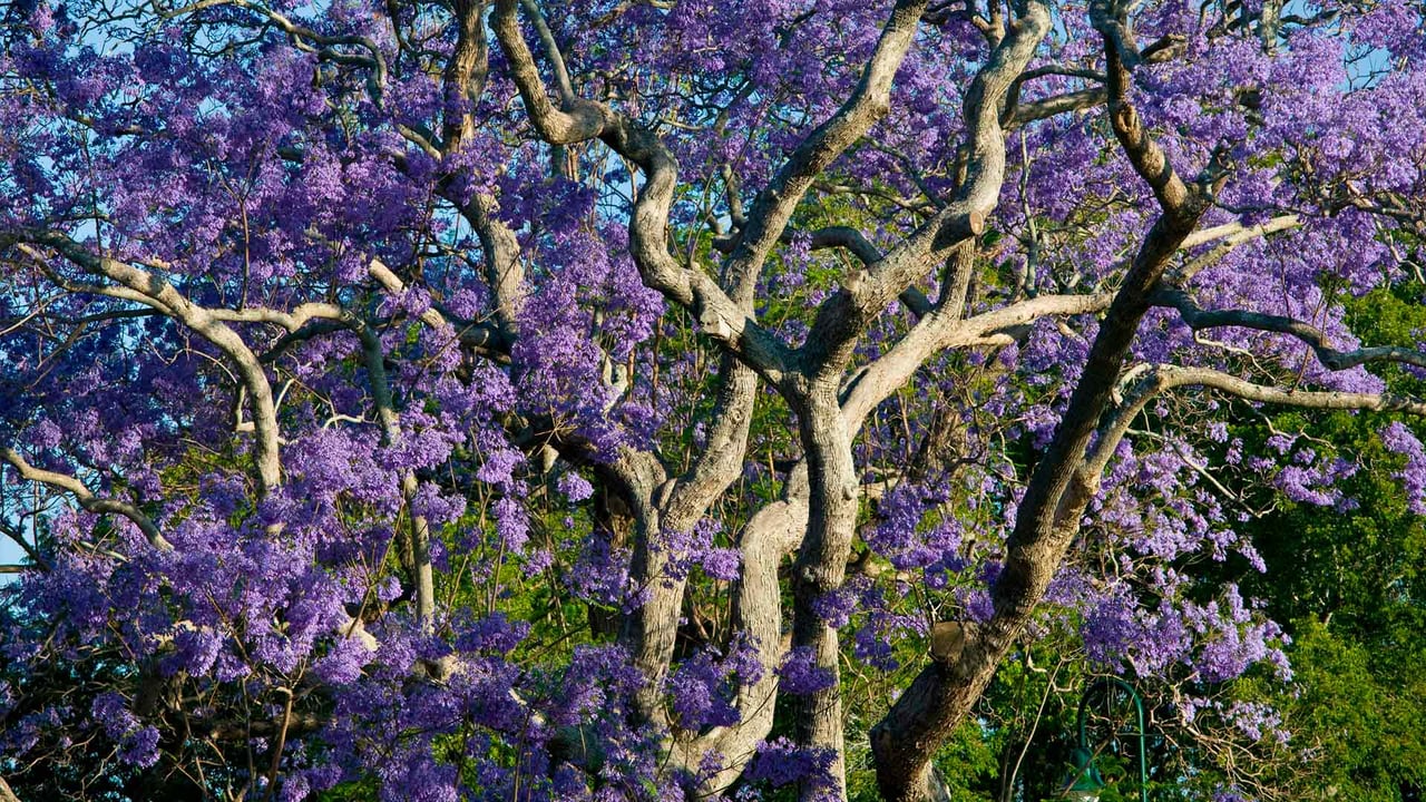 新农场公园内盛开的蓝花楹树,布里斯班 (© Walter Bibikow/Danita Delimont) desktop wallpaper